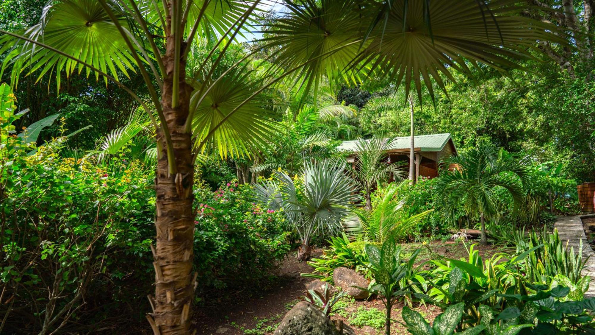 Au Jardin Des Colibris Ecolodge&Spa Deshaies Exterior foto